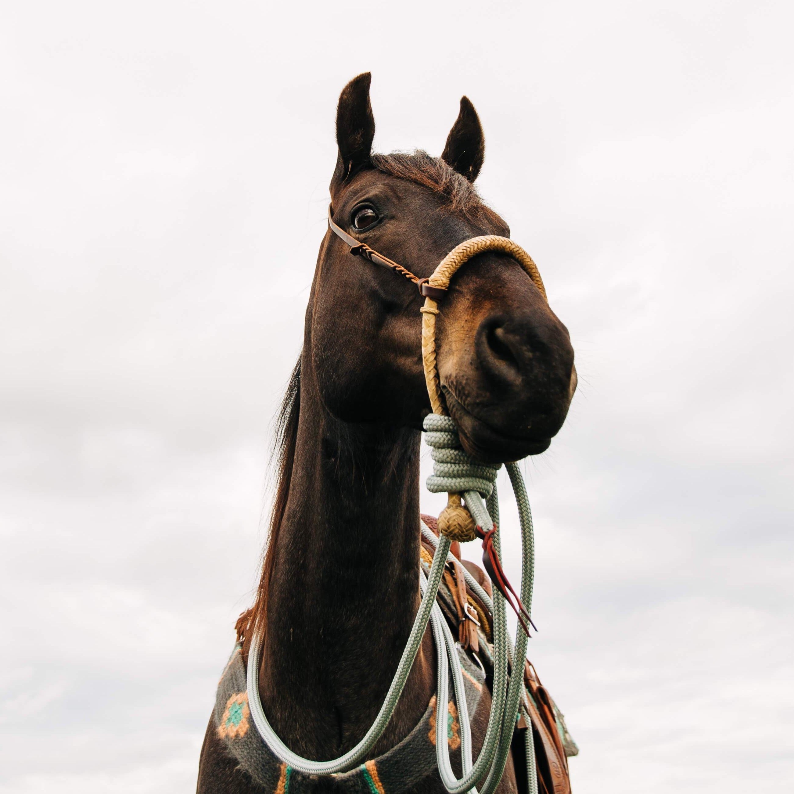 22 Ft Clinician Mecate Reins - 17 Colors!