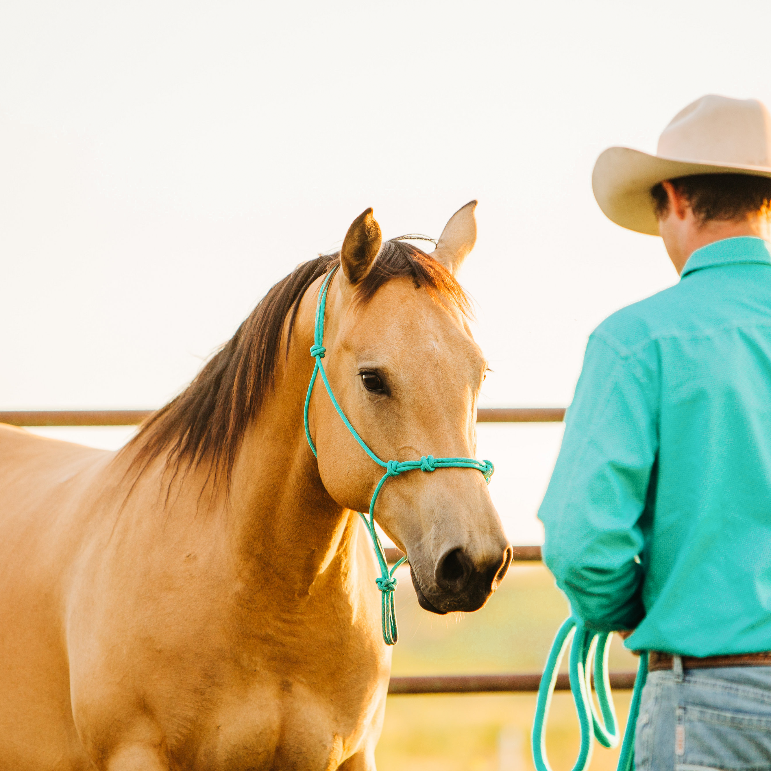 Stiff 4 Knot Clinician Training Halter - 10 Colors!