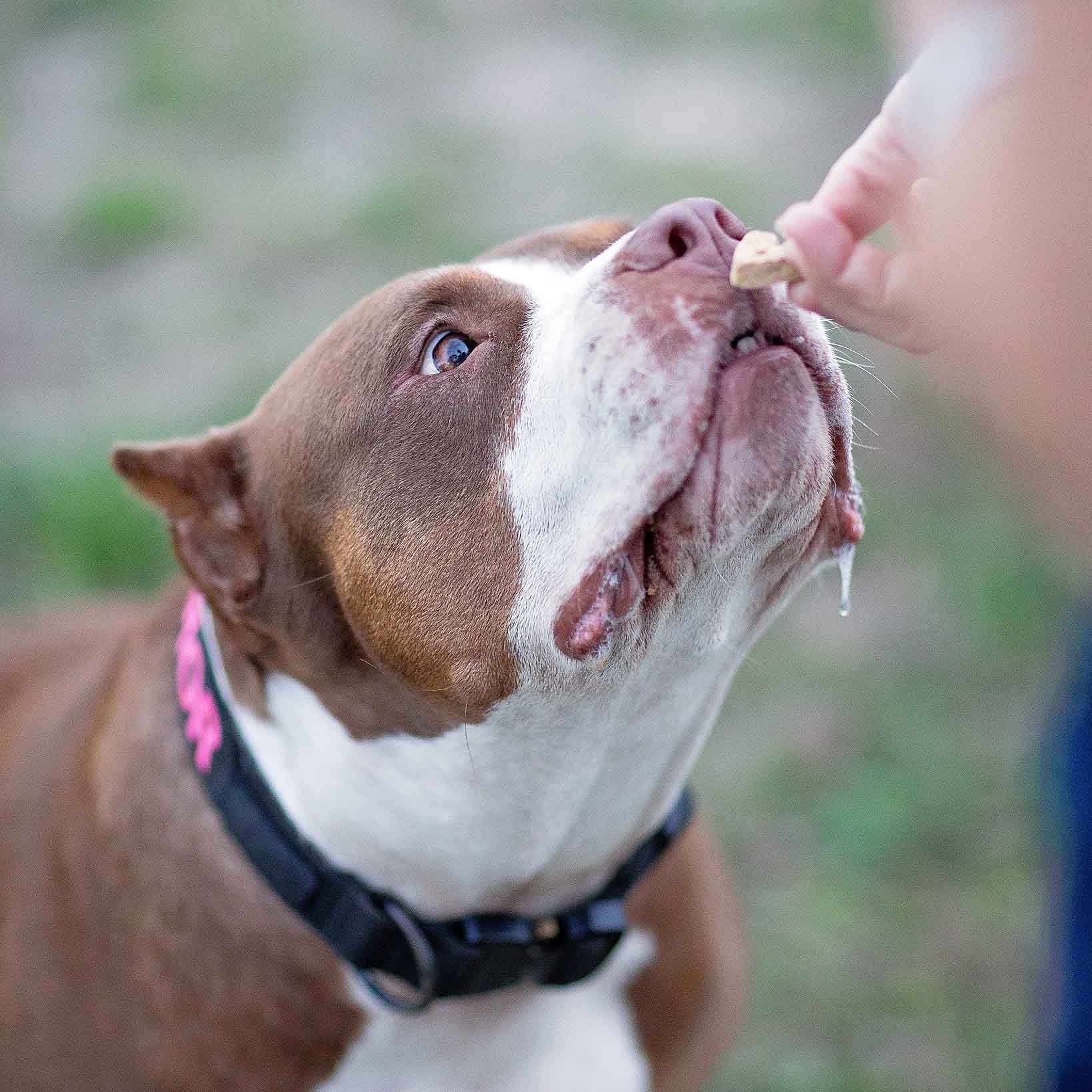 Wonder Bark | All Natural Grain-Free Dog Treats - Multiple Flavors To Choose From!