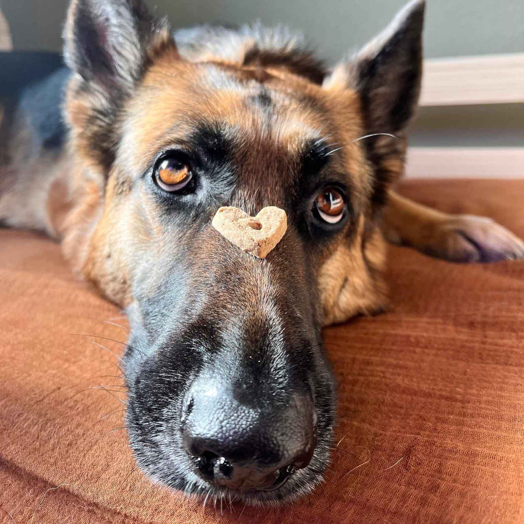 Wonder Bark | All Natural Grain-Free Dog Treats - Multiple Flavors To Choose From!